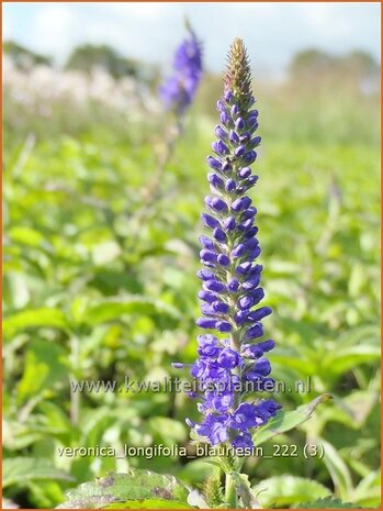 Veronica longifolia 'Blauriesin' | Lange ereprijs, Ereprijs | Langblättriger Ehrenpreis | Garden Speedwell