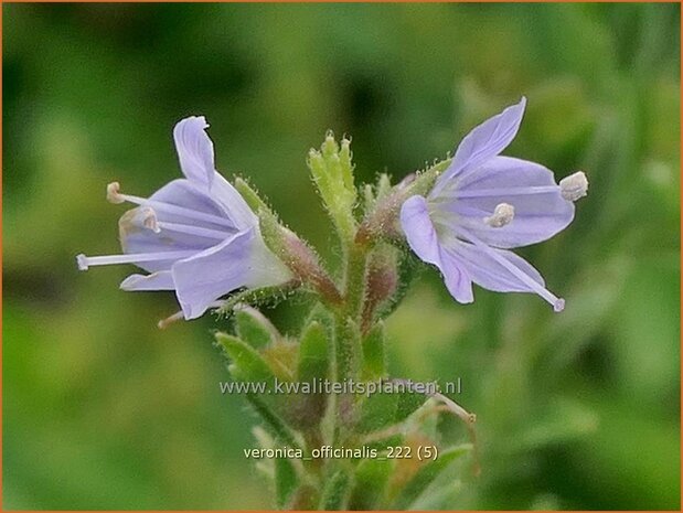 Veronica officinalis | Mannetjesereprijs, Ereprijs | Echter Ehrenpreis | Common Speedwell