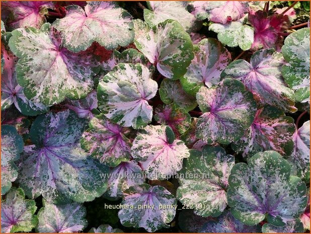 Heuchera 'Pinky Panky' | Purperklokje | Purpurglöckchen | Coral Bells