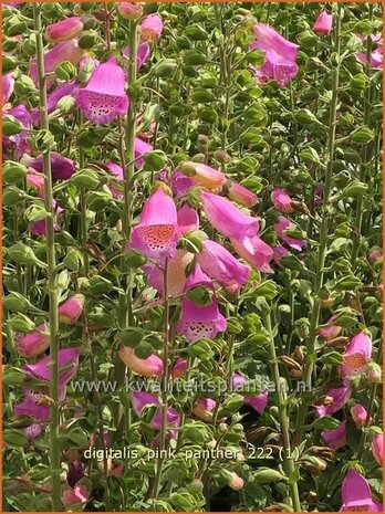 Digitalis purpurea 'Panther' | Echt vingerhoedskruid, Vingerhoedskruid | Roter Fingerhut | Common Foxglove