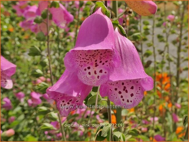 Digitalis purpurea 'Panther' | Echt vingerhoedskruid, Vingerhoedskruid | Roter Fingerhut | Common Foxglove