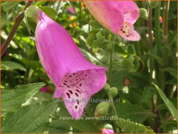 Digitalis purpurea 'Panther' | Echt vingerhoedskruid, Vingerhoedskruid | Roter Fingerhut | Common Foxglove