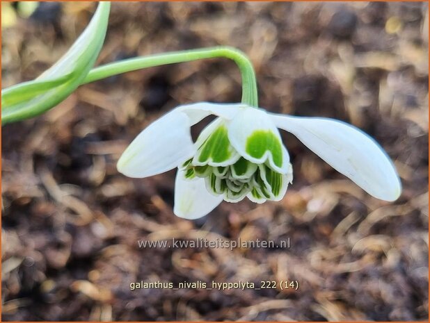 Galanthus 'Hippolyta' | Sneeuwklokje | Schneetröpfchen | Snowdrop