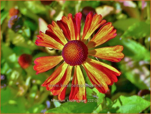 Helenium 'Kupferziegel' | Zonnekruid | Sonnenbraut | Helen's Flower