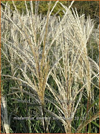 Miscanthus sinensis 'Silberfeder'