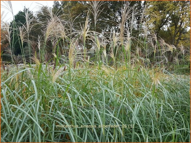 Miscanthus sinensis 'Silberfeder'