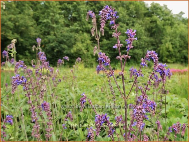 Salvia 'Saxdorf' | Salie, Salvia | Nickender Steppen-Salbei | Sage