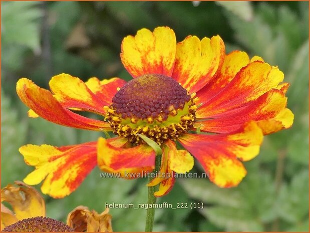 Helenium 'Ragamuffin' | Zonnekruid | Sonnenbraut | Helen's Flower