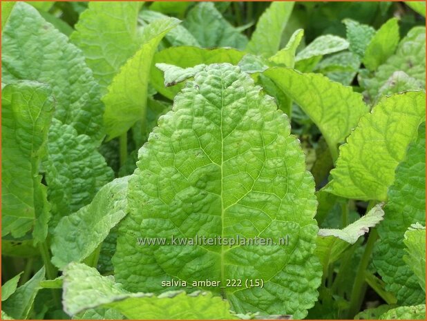 Salvia 'Amber' | Salie, Salvia | Salbei | Sage