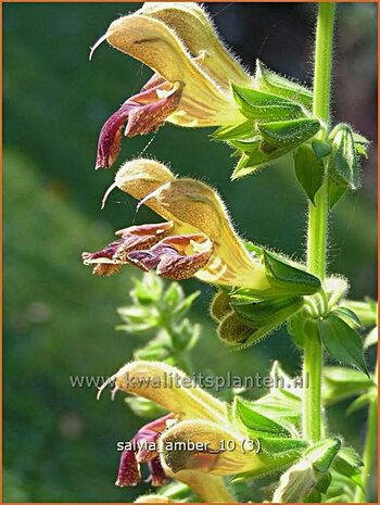 Salvia 'Amber' | Salie, Salvia | Salbei | Sage