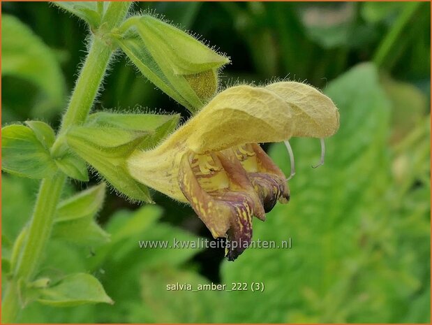 Salvia 'Amber' | Salie, Salvia | Salbei | Sage