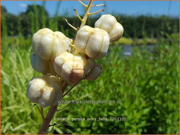 Fritillaria persica 'Ivory Bells' | Perzische keizerskroon, Keizerskroon | Persische Schachblume