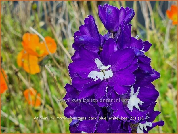 Delphinium 'Magic Fountains Dark Blue White Bee' | Ridderspoor | Rittersporn