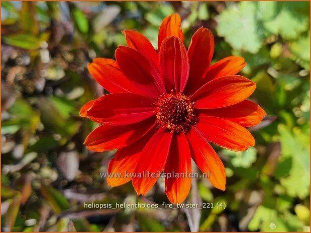 Heliopsis helianthoides 'Fire Twister' | Zonneoog | Gewöhnliches Sonnenauge | Rough Heliopsis