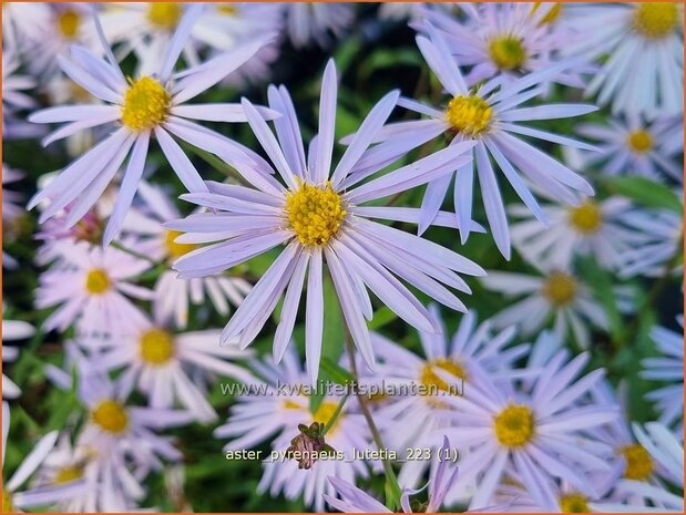 Aster pyrenaeus 'Lutetia' | Aster | Pyrenäen-Aster | Pyrenees Aster