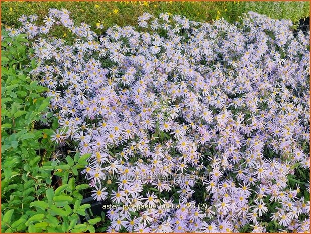 Aster pyrenaeus 'Lutetia' | Aster | Pyrenäen-Aster | Pyrenees Aster