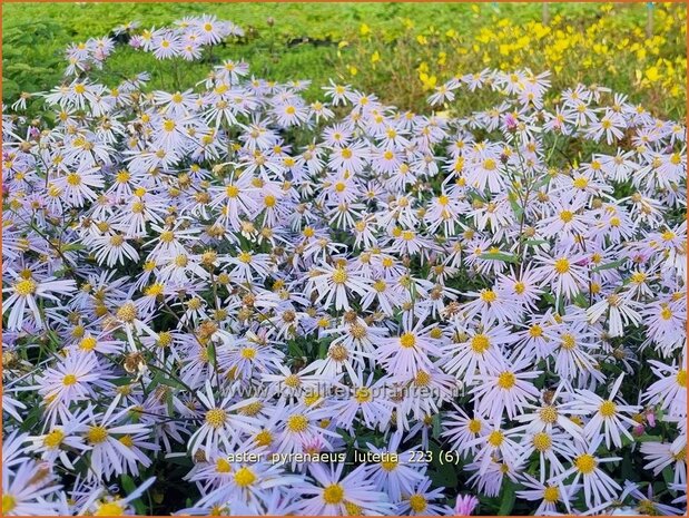 Aster pyrenaeus 'Lutetia' | Aster | Pyrenäen-Aster | Pyrenees Aster