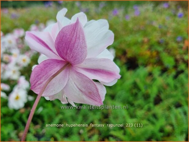 Anemone hupehensis 'Fantasy Rapunzel' | Herfstanemoon, Japanse anemoon, Anemoon | Herbstanemone | Japanese Anemon