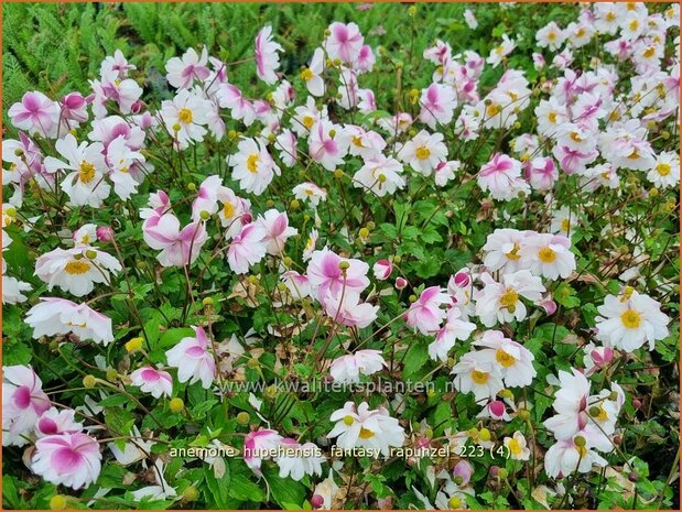 Anemone hupehensis 'Fantasy Rapunzel' | Herfstanemoon, Japanse anemoon, Anemoon | Herbstanemone | Japanese Anemon