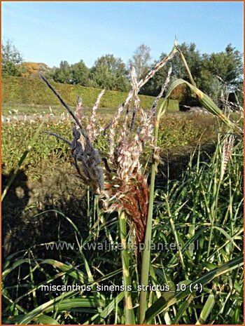 Miscanthus sinensis 'Strictus' | Zebragras, Prachtriet, Chinees riet, Japans sierriet | Zebraschilf | Zebra grass