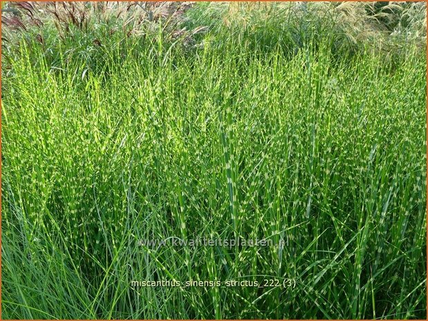 Miscanthus sinensis 'Strictus' | Zebragras, Prachtriet, Chinees riet, Japans sierriet | Zebraschilf | Zebra grass