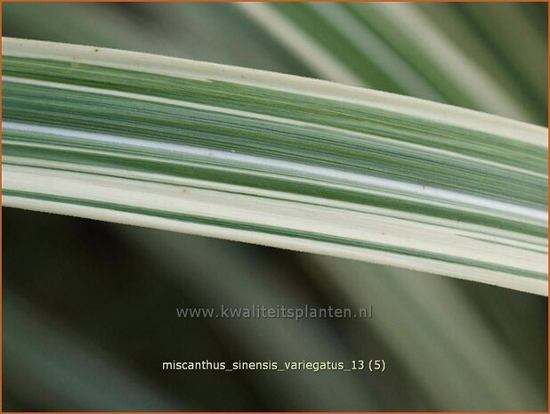 Miscanthus sinensis 'Variegatus' | Chinees prachtriet, Chinees riet, Japans sierriet, Sierriet | Chinaschilf | Eulali