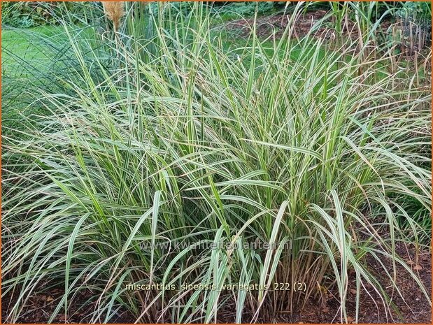 Miscanthus sinensis 'Variegatus' | Chinees prachtriet, Chinees riet, Japans sierriet, Sierriet | Chinaschilf | Eulali