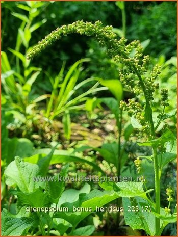 Chenopodium bonus-henricus | Brave Hendrik, Ganzenvoet | Guter Heinrich | Good-King-Henry