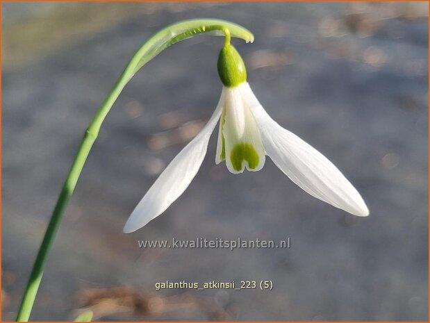 Galanthus 'Atkinsii' | Sneeuwklokje | Schneetröpfchen | Snowdrop