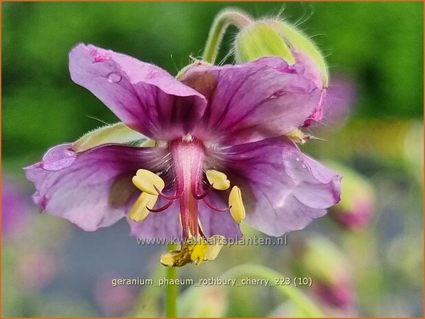 Geranium phaeum 'Rothbury Cherry' | Donkere ooievaarsbek, Ooievaarsbek, Tuingeranium, Geranium | Brauner Storchsc