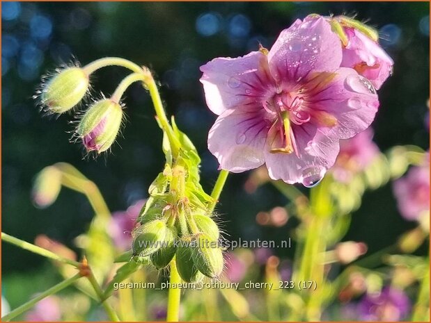 Geranium phaeum 'Rothbury Cherry' | Donkere ooievaarsbek, Ooievaarsbek, Tuingeranium, Geranium | Brauner Storchsc