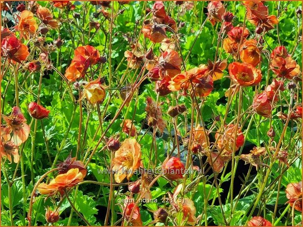 Geum 'Nonna' | Nagelkruid | Nelkenwurz | Avens