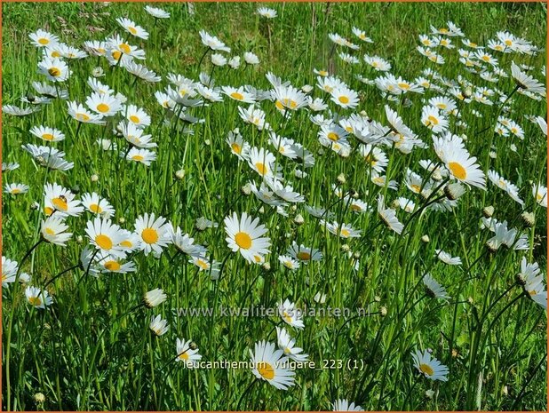 Leucanthemum vulgare | Gewone margriet | Wiesenmargerite | Moon Daisy