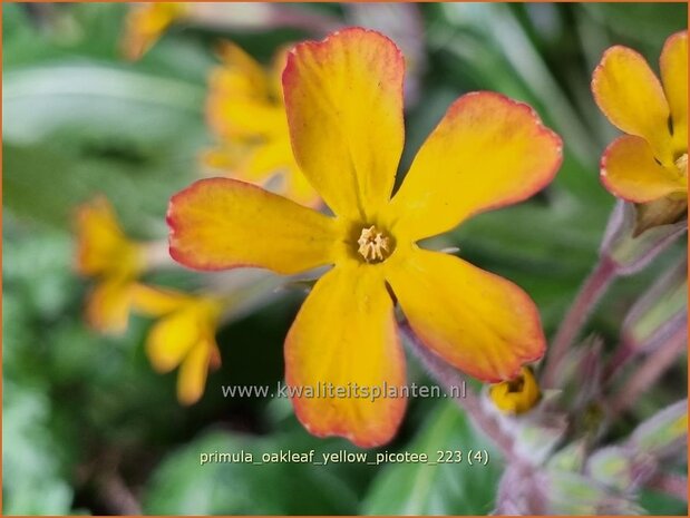 Primula 'Oakleaf Yellow Picotee' | Sleutelbloem | Primel | Primrose