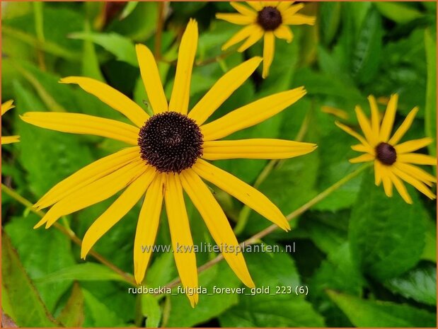 Rudbeckia fulgida 'Forever Gold' | Zonnehoed | Gewöhnlicher Sonnenhut | Black Eyed Susan