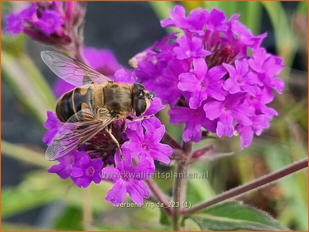 Verbena rigida | IJzerhard | Steifes Eisenkraut | Rough Verbena