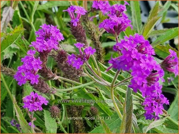 Verbena rigida | IJzerhard | Steifes Eisenkraut | Rough Verbena