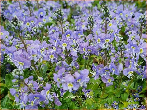 Veronica kemulariae | Ereprijs | Ehrenpreis | Speedwell