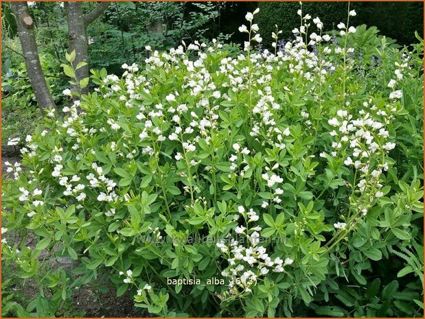 Baptisia alba | Valse indigo, Indigolupine | Weißblühende Färberhülse | White Wild Indigo