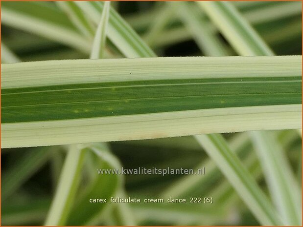 Carex foliosissima 'Cream Dance' | Zegge | Segge | Sedge