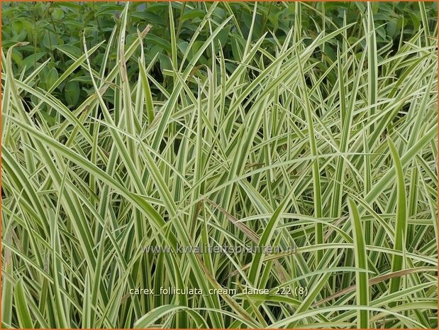 Carex foliosissima 'Cream Dance' | Zegge | Segge | Sedge