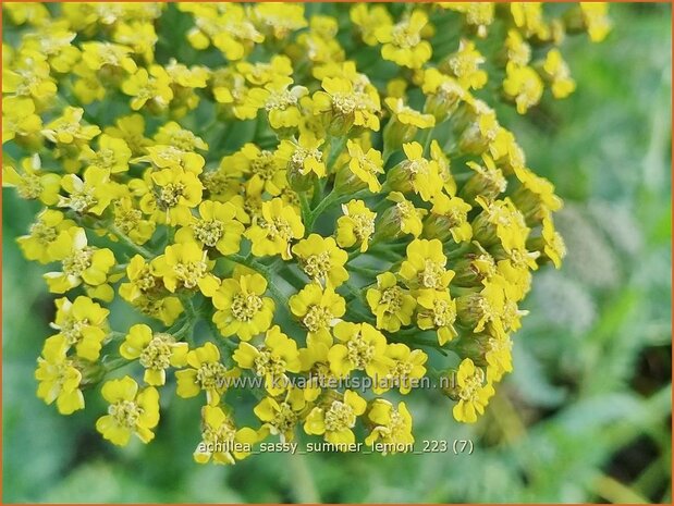 Achillea 'Sassy Summer Lemon' | Duizendblad | Garbe | Yarrow