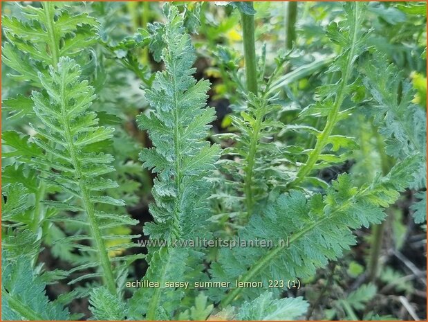 Achillea 'Sassy Summer Lemon' | Duizendblad | Garbe | Yarrow