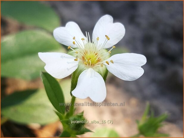 Potentilla alba | Ganzerik | Weißblühendes Fingerkraut