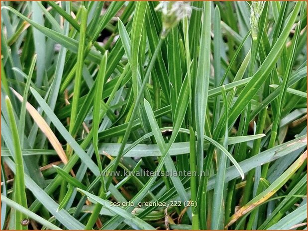 Sesleria 'Greenlee Hybrid' | Blauwgras | Blaugras | Blue Moor Grass