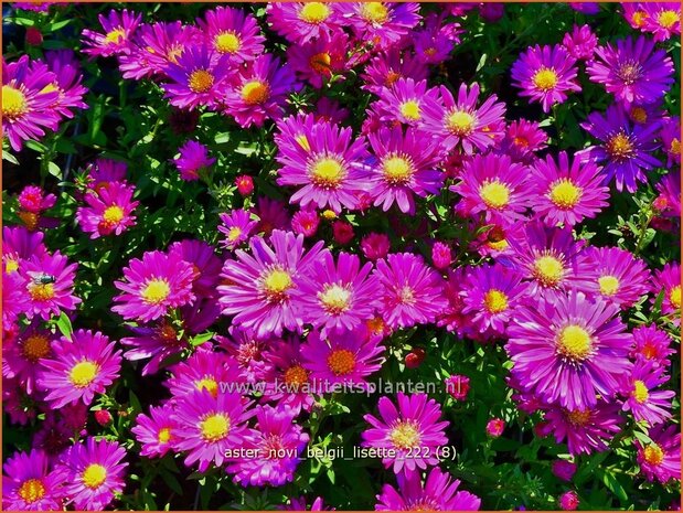 Aster novi-belgii 'Lisette' | Nieuw-Nederlandse aster, Herfstaster, Aster | Glattblatt-Aster | New York Aster