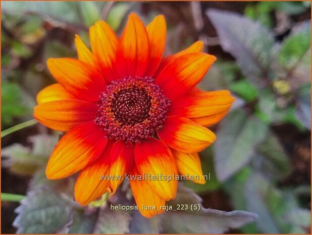 Heliopsis helianthoides 'Luna Roja' | Zonneoog | Gewöhnliches Sonnenauge | Rough Heliopsis