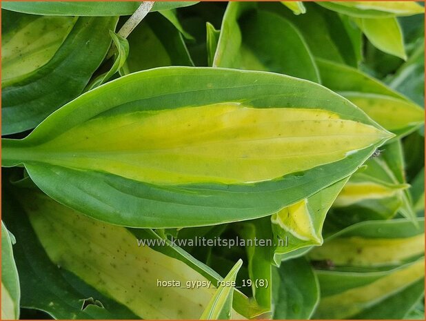 Hosta 'Gypsy Rose' | Hosta, Hartlelie, Funkia | Funkie