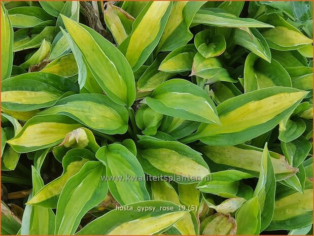 Hosta 'Gypsy Rose' | Hosta, Hartlelie, Funkia | Funkie