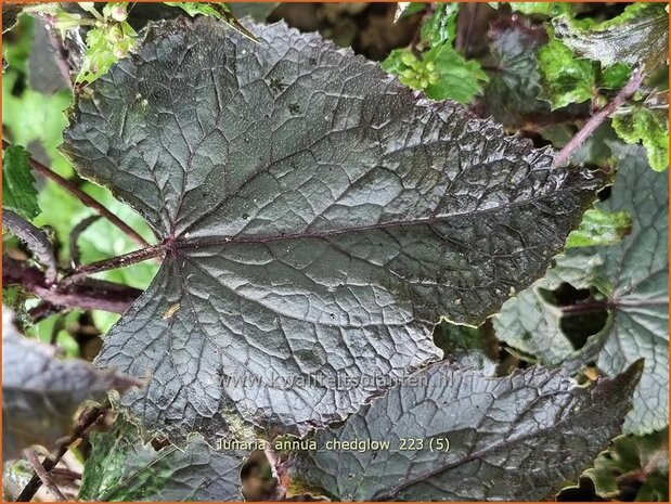 Lunaria annua 'Chedglow' | Judaspenning | Einjähriges Silberblatt | Money Plant